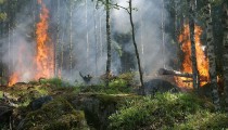U Sjevernoj Makedoniji od danas do kraja avgusta potpuna zabrana kretanja šumama