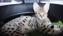 Ovo je najskuplja mačka na svijetu, može koštati i do 20.000 dolara