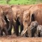 U Bangladešu zabranjeno usvajanje divljih slonova
