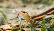 Pripazite: Ovi mirisi mogu da privuku zmije u vaše dvorište