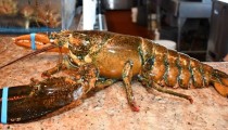 Jastog pušten na slobodu: Godinama bio u restoranu u Njujorku