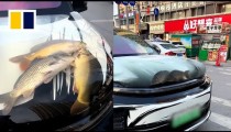 Kinez napravio akvarijum na haubi automobila